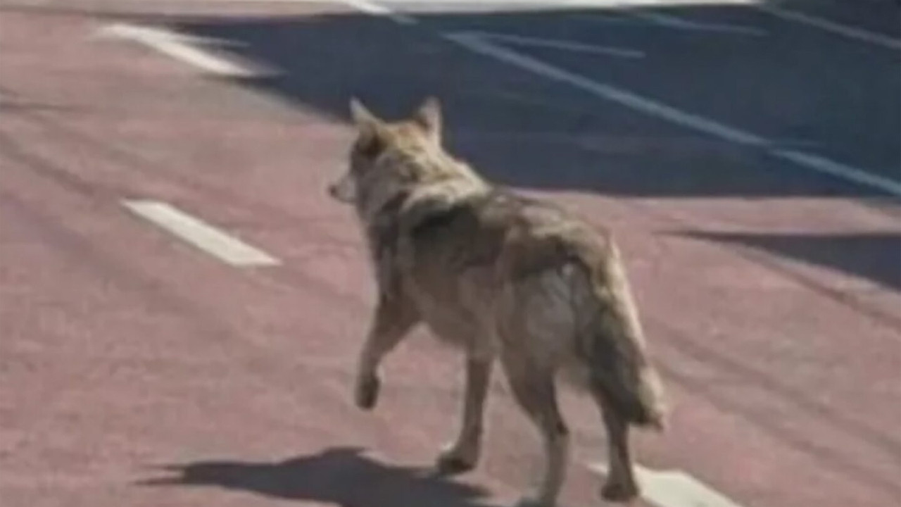 Firari kurdun yapay zeka ile imtihanı: Bir fotoğraf hapis getirdi