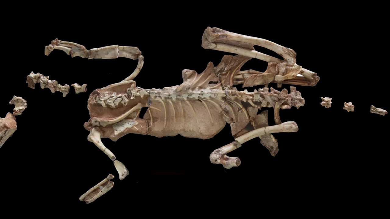 "O kadar da değil" dedirten, Dünyanın en küçük dinozoru - Zolpix Blog